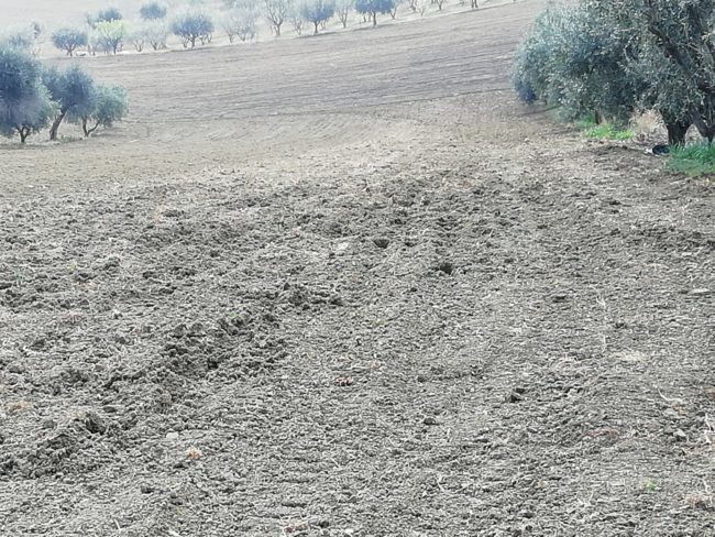 cinghiali-jesi-campo