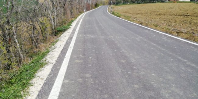 cinghiali-jesi-strada