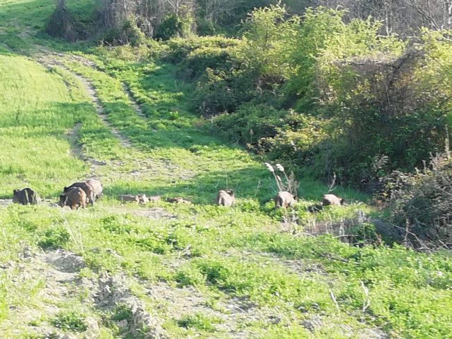 cinghiali-zona-ripa-bianca-2-650x488