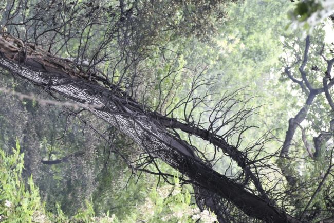 incendio-cingoli-4-650x434
