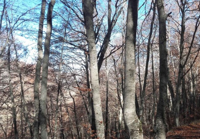 parco-nazionale-monti-sibillini-2-650x454
