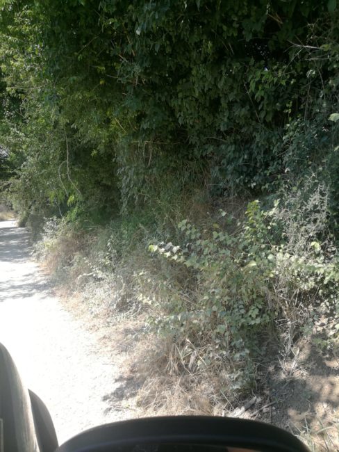 contrada-asola-montecosaro-stefano-rossiImage-2020-06-26-at-15.50.49-1-488x650