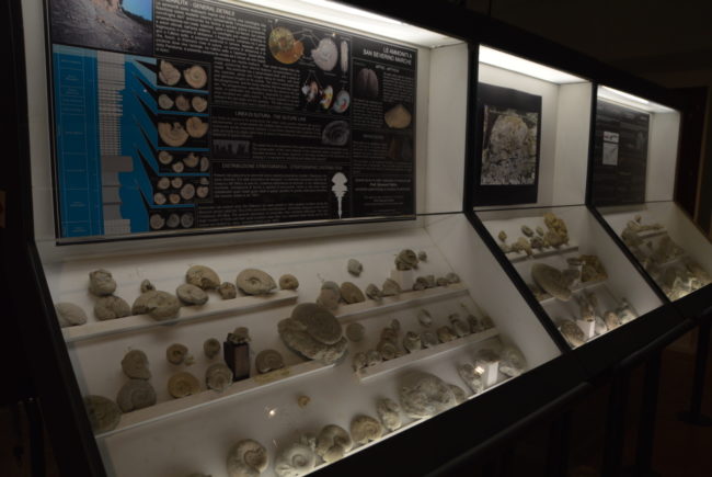 museo-archeologico-“Giuseppe-Moretti”-1-650x435