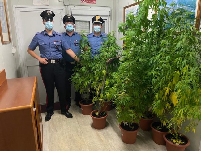 marijuana-valfornace