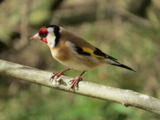 cardellino