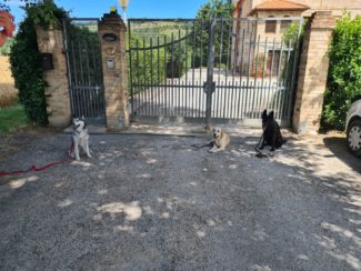 magical-pet-san-claudio-corridonia-2-325x244