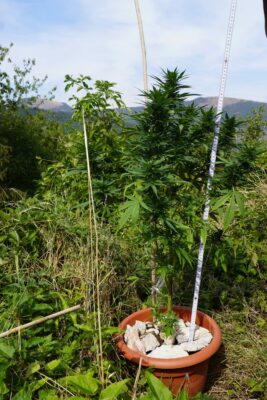 piantagione-marijuana-pieve-torina1-267x400