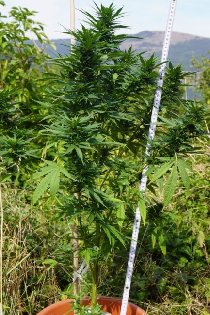 piantagione-marijuana-pieve-torina2-433x650