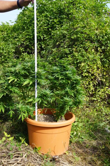 piantagione-marijuana-pieve-torina3-433x650