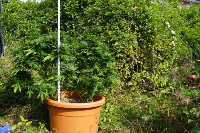 piantagione-marijuana-pieve-torina4-650x433