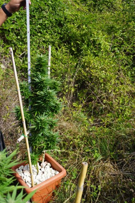 piantagione-marijuana-pieve-torina5-433x650