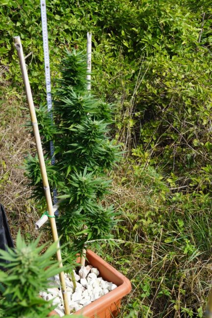 piantagione-marijuana-pieve-torina6-433x650