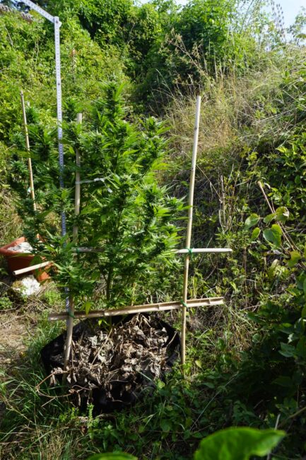 piantagione-marijuana-pieve-torina7-433x650