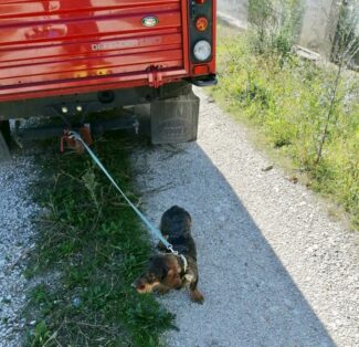 cane-salvato-pompieri-1-e1601986369982-325x314
