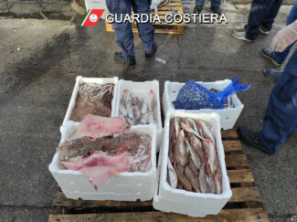 pesce_sequestrato_capitaneria-2-325x243