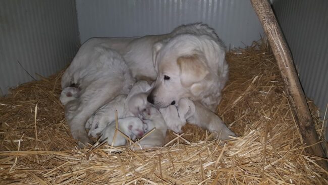 472cd74e-1725-4afb-891c-98ae58289ad0-650x366