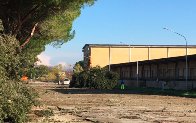 lecci-tagliati-centro-fiere-1-650x409