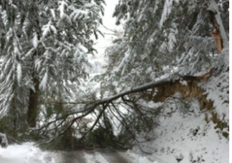 alberi-via-bramante-e1613230843154-325x229