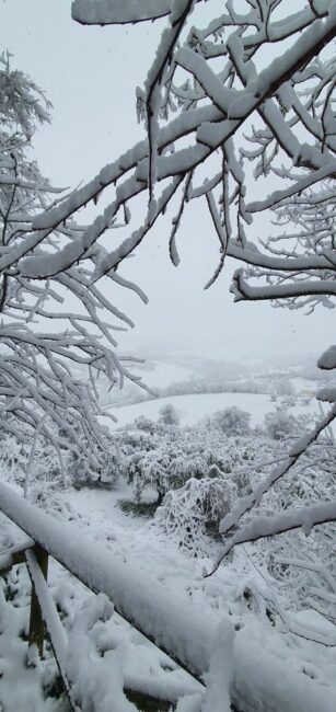 francesca-chisena-montecassiano-neve-3-1-307x650