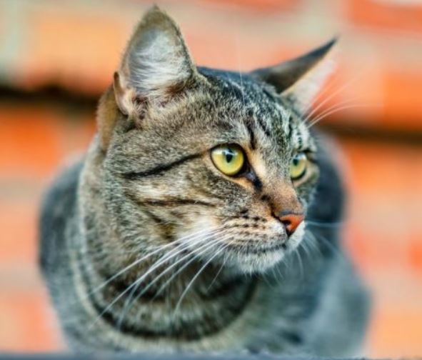 gatto