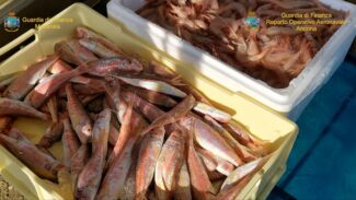 gdf-annacondia-pesce