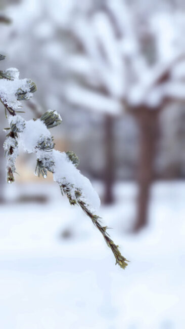 leonardo-biagiola-neve-treia