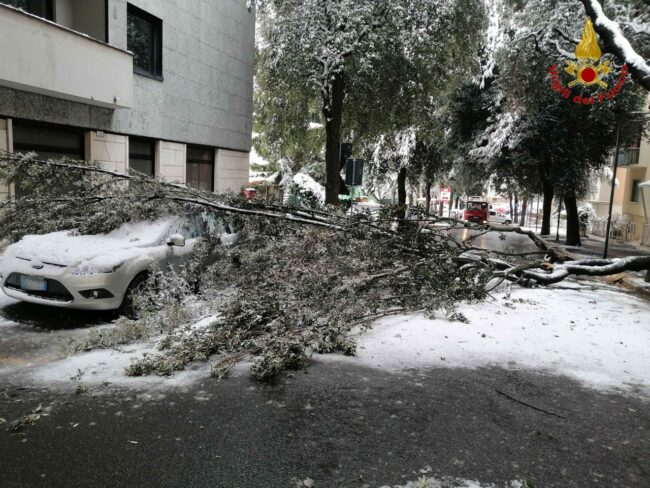 neve-macerata-albero-crollato
