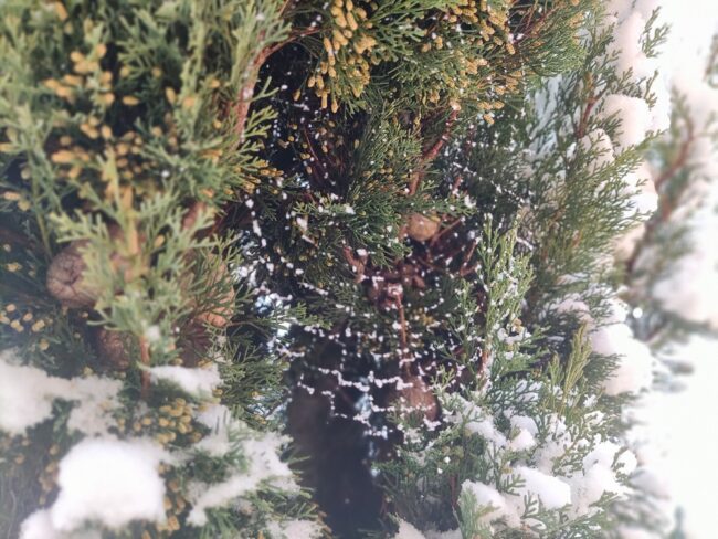 neve-ragnatela-ermanno-pieroni