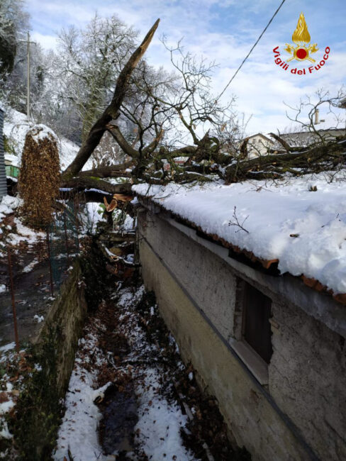 neve-tolentino-albero-crollato