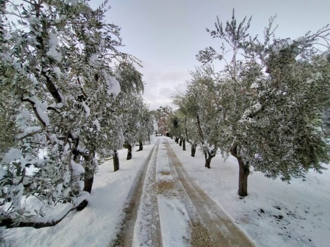 san-severino-neve-febbraio-2021-3-650x488