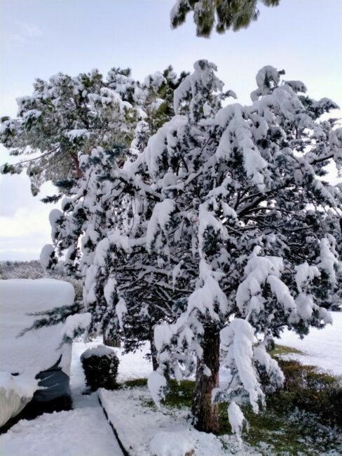 san-severino-neve-febbraio-2021-4-488x650