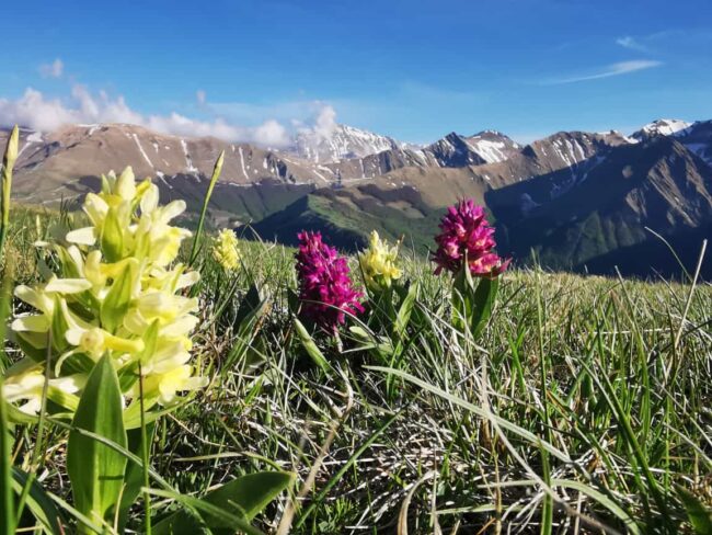 5-Orchidea-Sambucina-Dactylorhiza-sambucina-Appennino-Emozioni-650x488