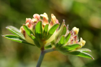 Anthyllis-apennina-M.-Tricella