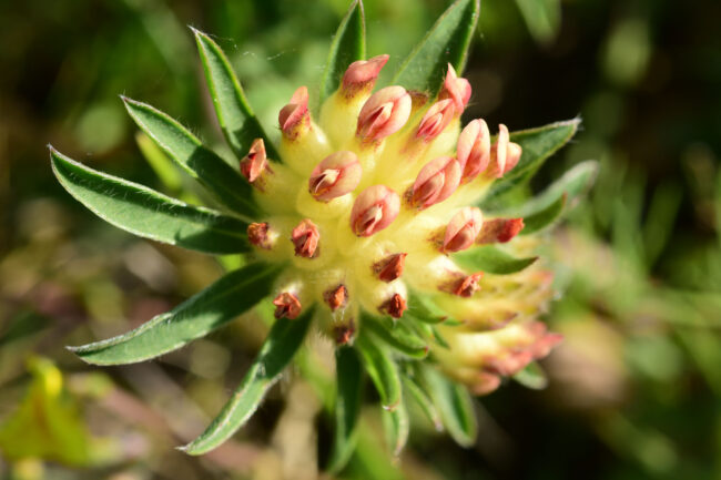 Anthyllis-apennina-M.-Tricella_1-650x433