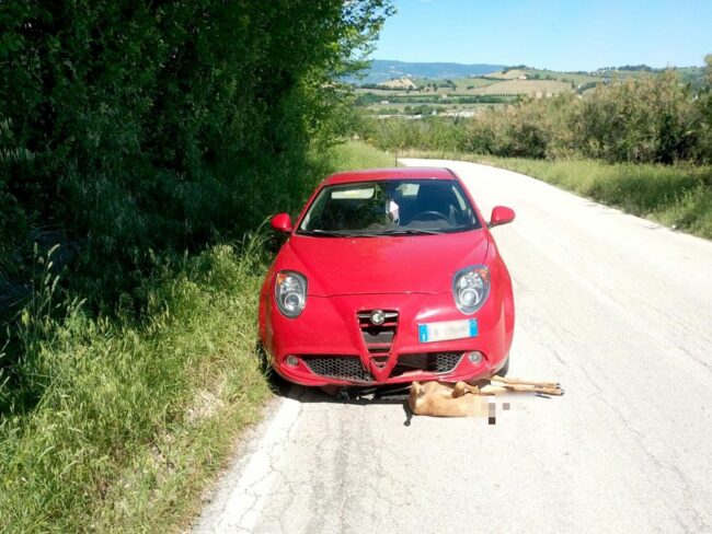 incidente-capriolo-divina-pastora-1_censored-650x488