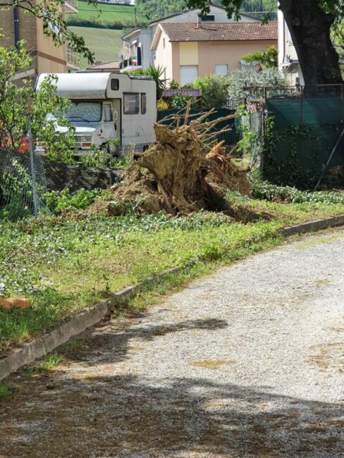 quercia-passo-bidollo-3-488x650
