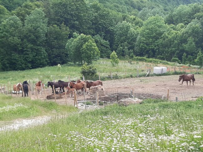 Campeggio-Bolognola-8-650x488