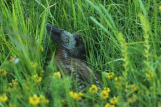 piccolo_capriolo_02-325x217