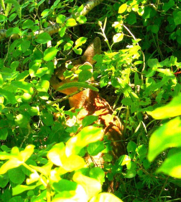 piccolo_capriolo_03-583x650