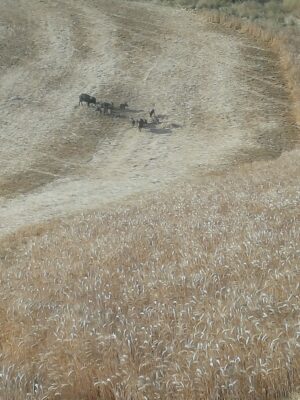 allarme-cinghiali-2-300x400