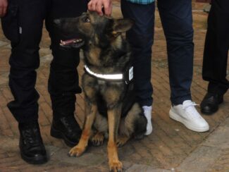 pezzanesi_polizia_municipale_cane_billy-4-325x244