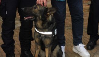 pezzanesi_polizia_municipale_cane_billy-4-e1640347795769-325x187