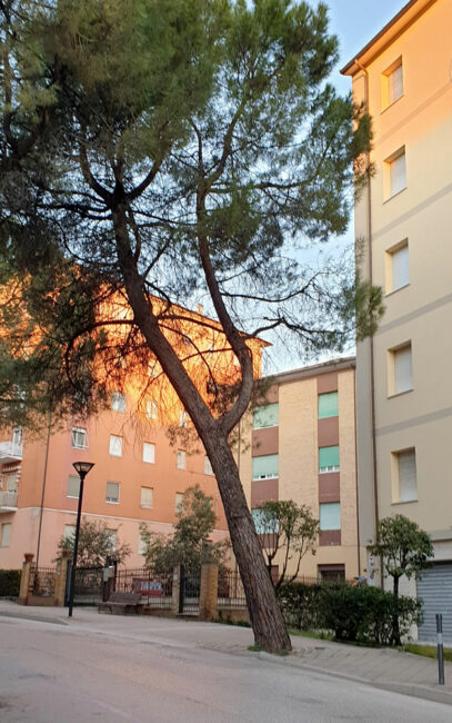 albero-abbattuto-Benadduci-1-407x650