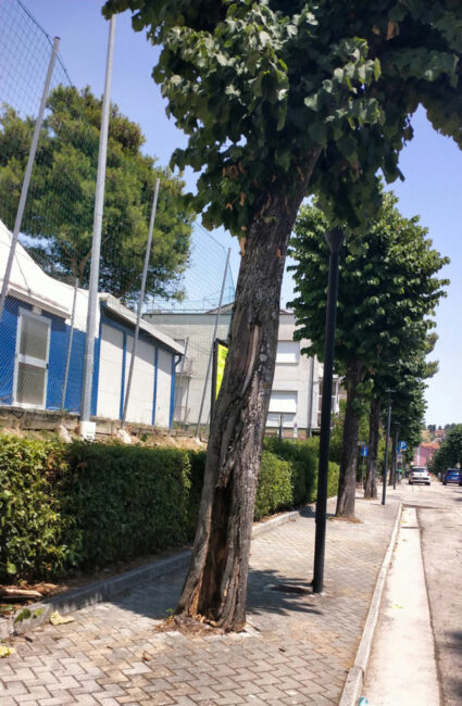 albero-abbattuto-via-Veneto-1-425x650
