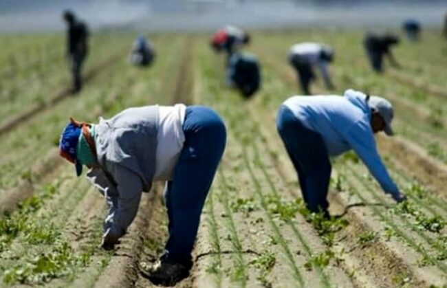 lavoro-campi-caporalato
