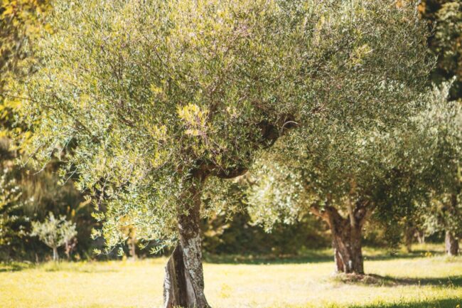 notte_stelle_cingoli-1-650x433