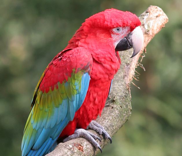 pappagallo