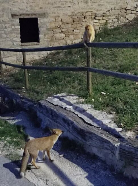 animali_in_citta-1-485x650