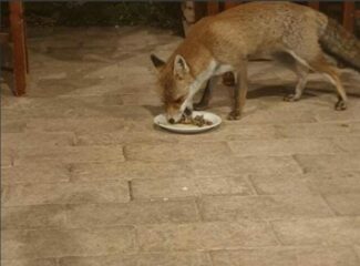 animali_in_citta-2-325x240