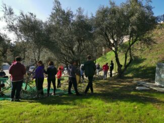 raccolta_olive_associazione-tolentino-1-325x244